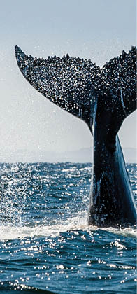 Seascape with Whale tail. The humpback whale (Megaptera novaeangliae) tail